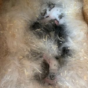 Meet your Posher, Benjamin